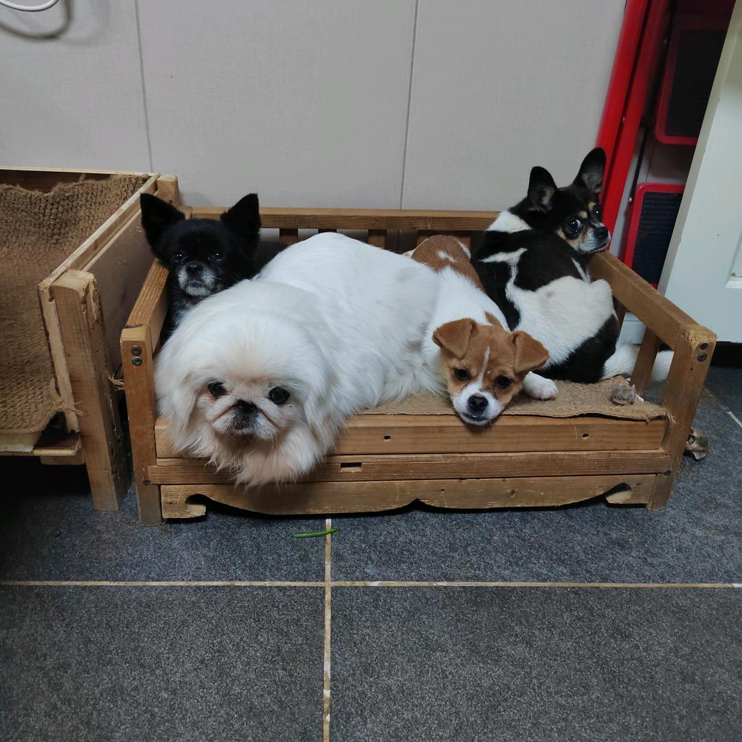 小七麻麻家的猫狗乐园