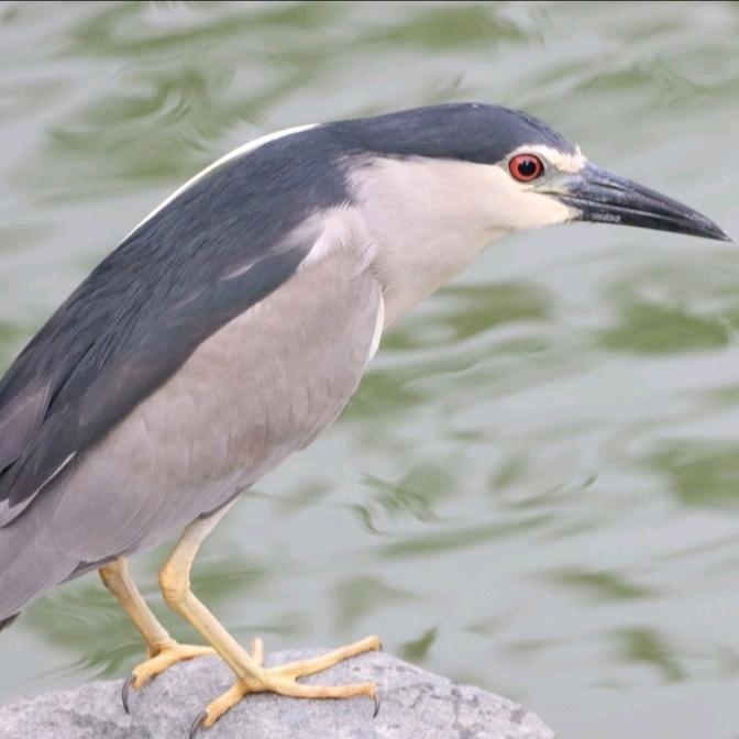 越南户外音媒（噪音工作室）