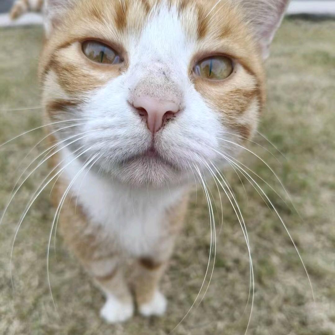 小獭