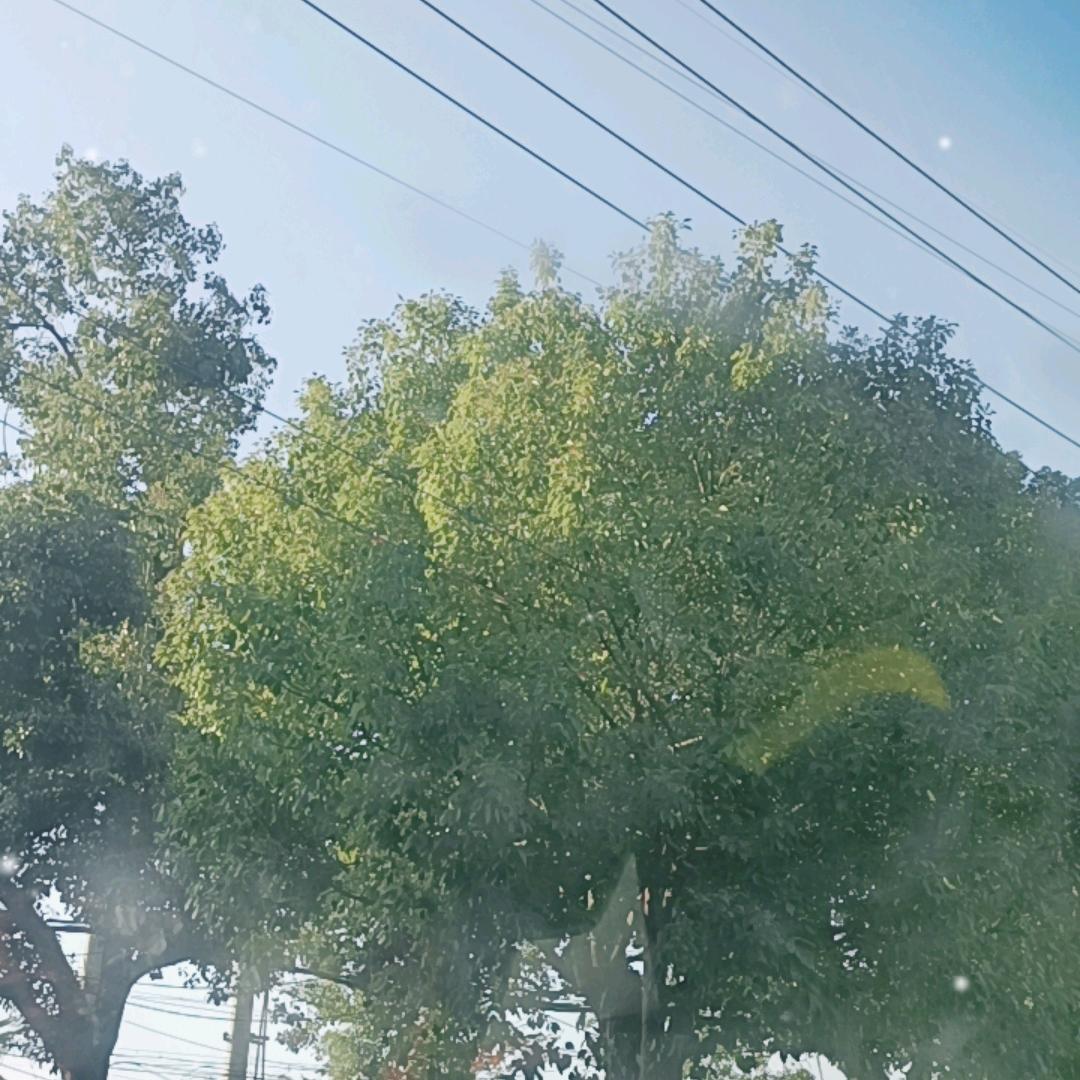 道常无为，而无不为