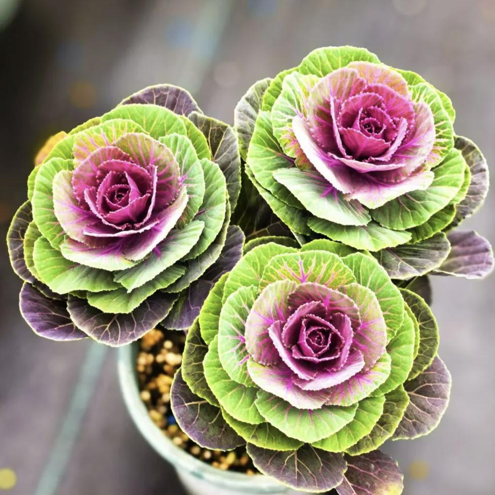 淘花岛花卉园艺