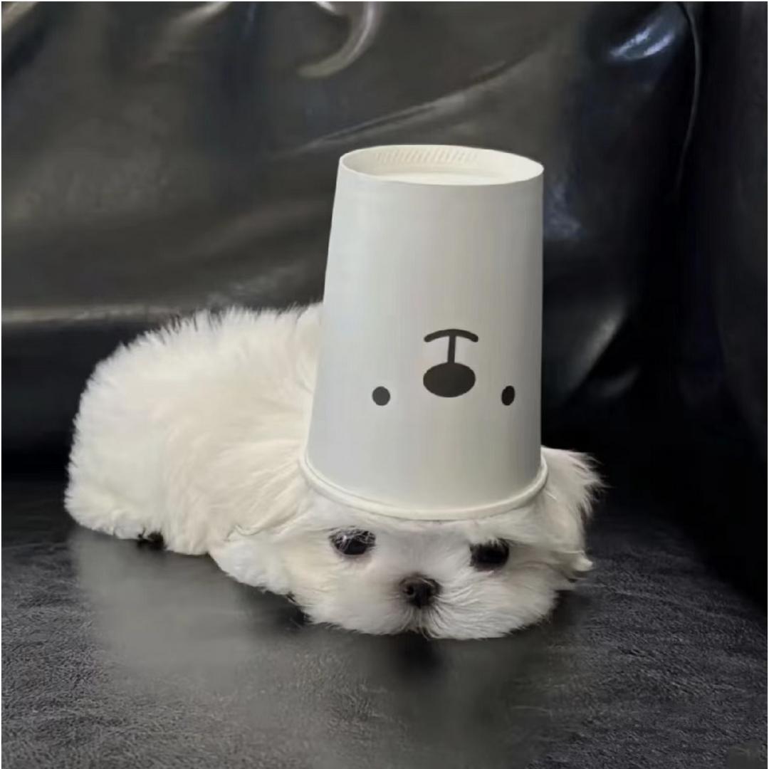 Sғᴏʀɪᴋ Y .（见过张杰两次版）