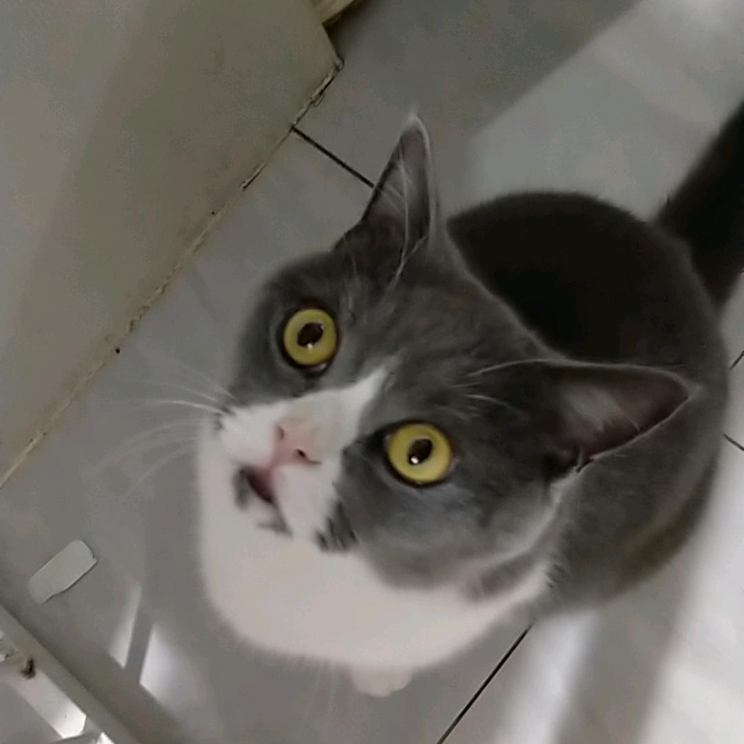 霸气的白蓝😼