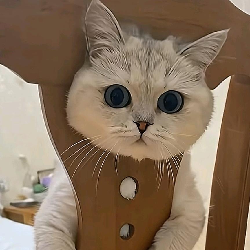 小七