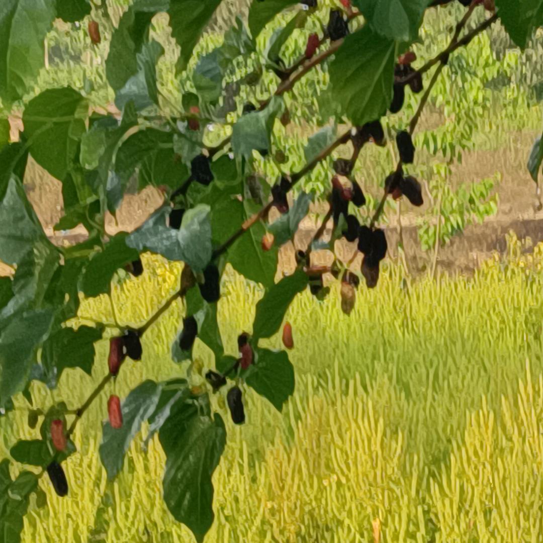 静待🌺开