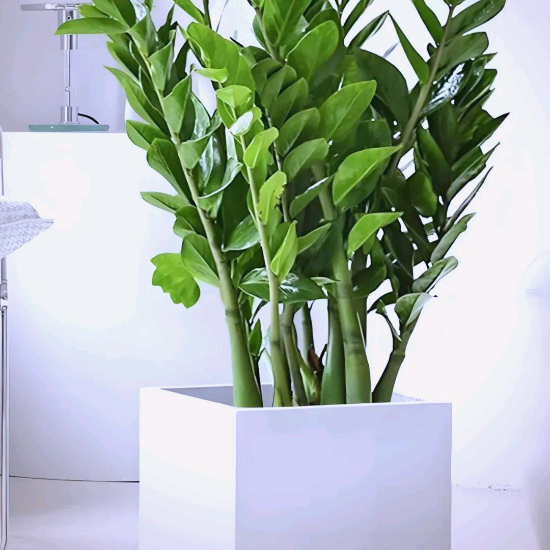 氏伽女装咸丰店