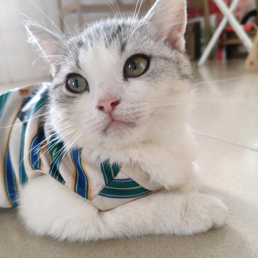 招财猫🍀