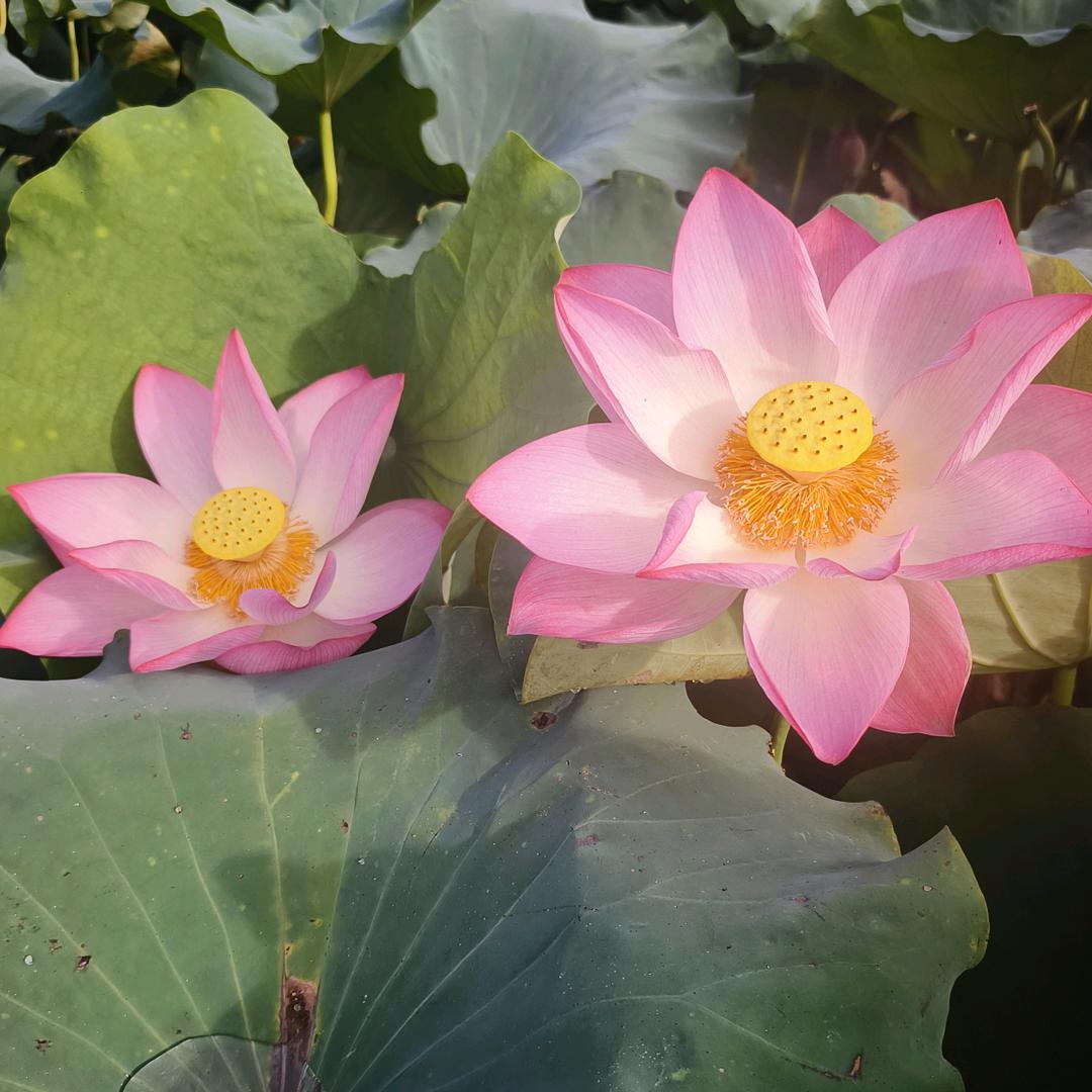 ☞【拒聊】☜益达