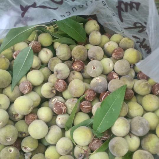 太行山养生小桃桃