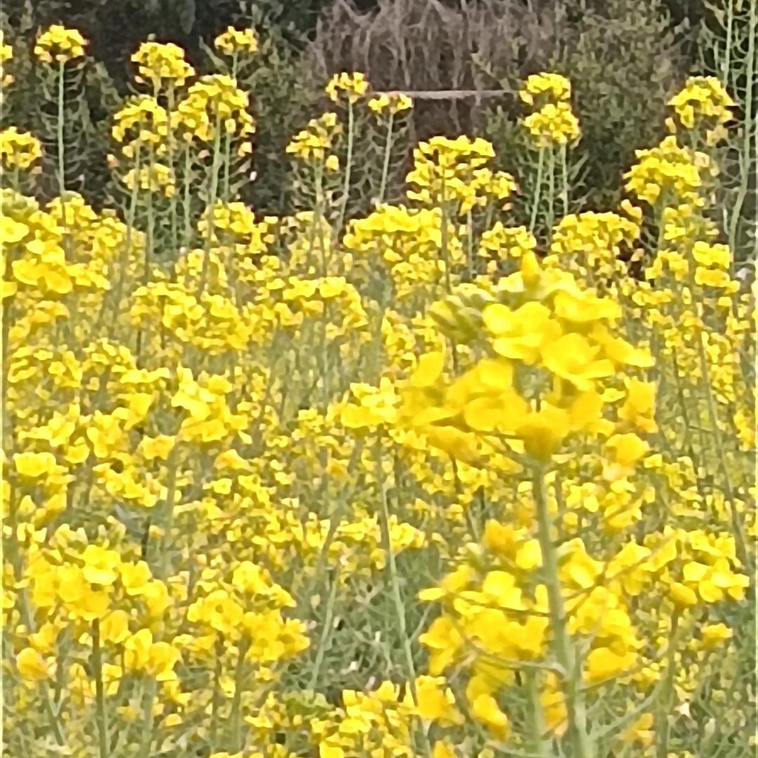 🌤🍰刘平🍇🍑永远幸福☘️👗🍭
