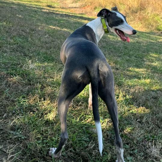 一顺百顺事事顺