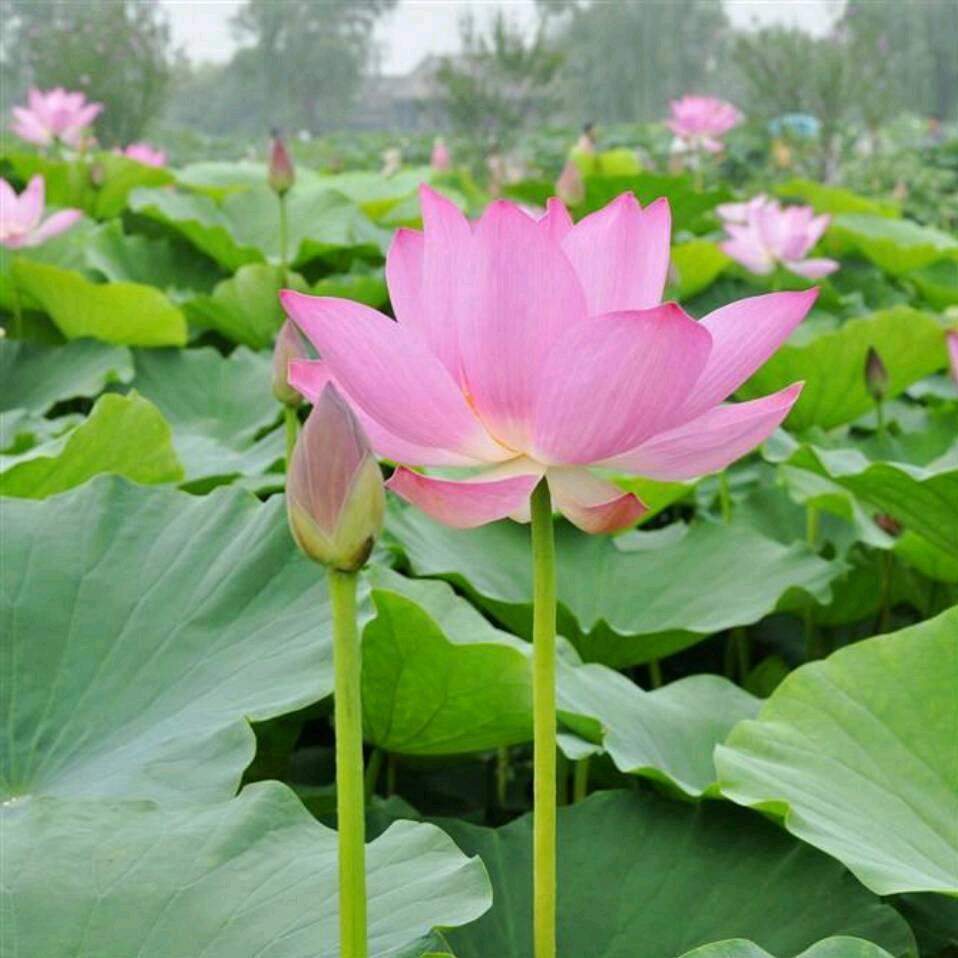 只因有你🦋ꦿ໊余生᭄🕊随心᭄ꦿᩚ٭