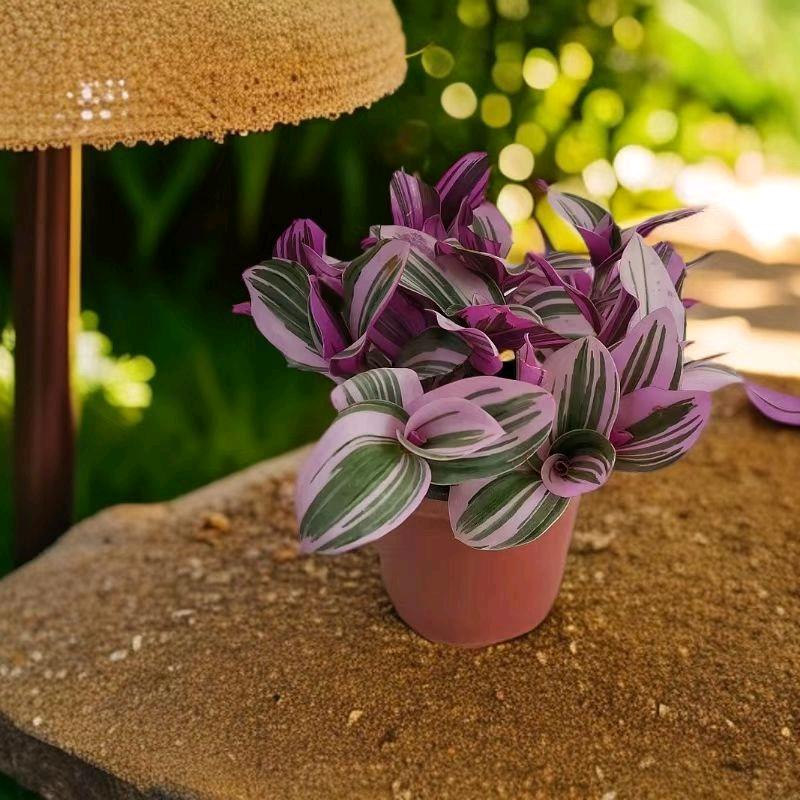 花卉绿植小店