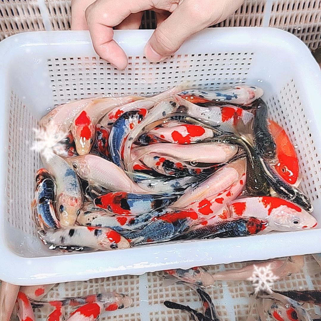 活鲜观赏鱼