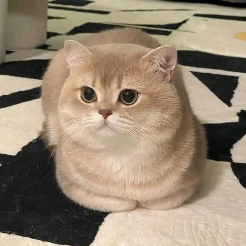 初心♥
