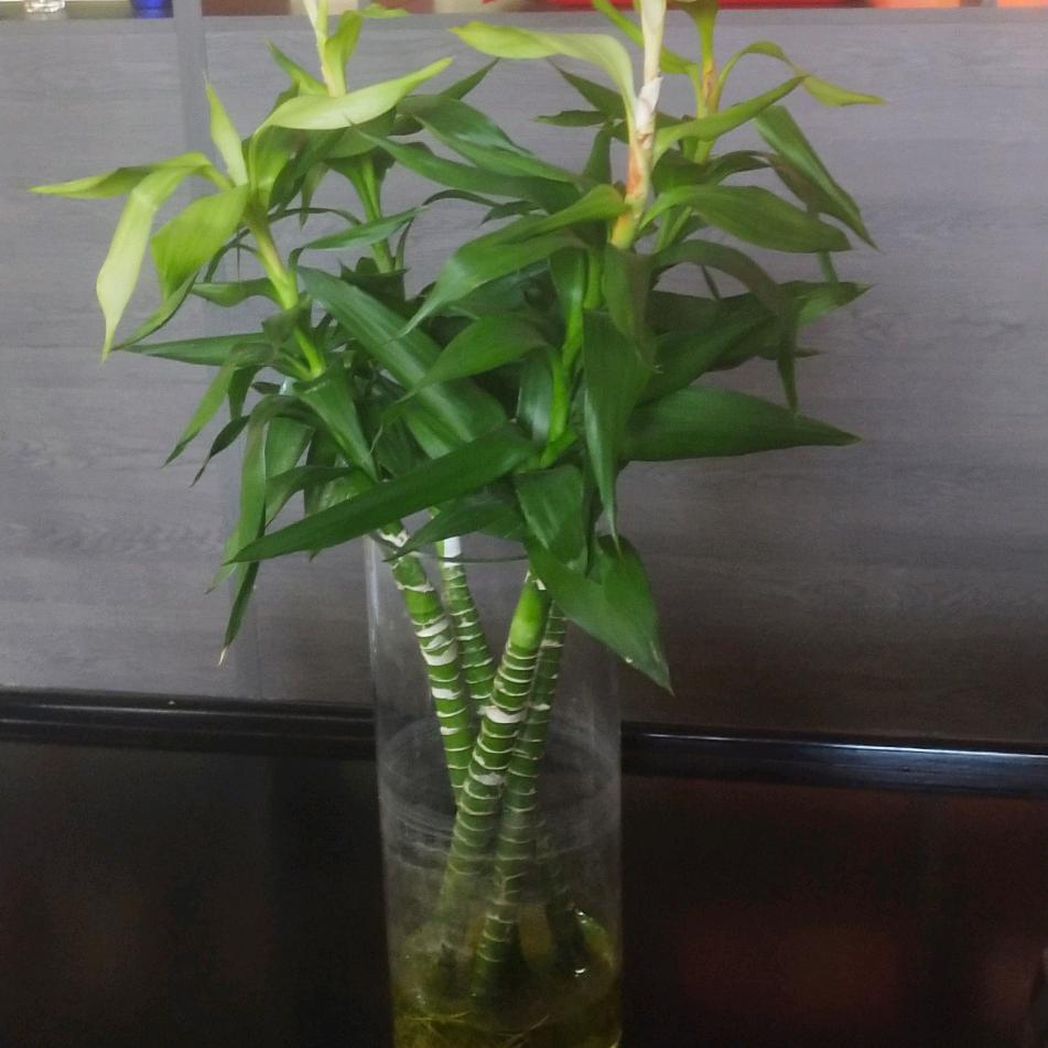 贾拂高远
