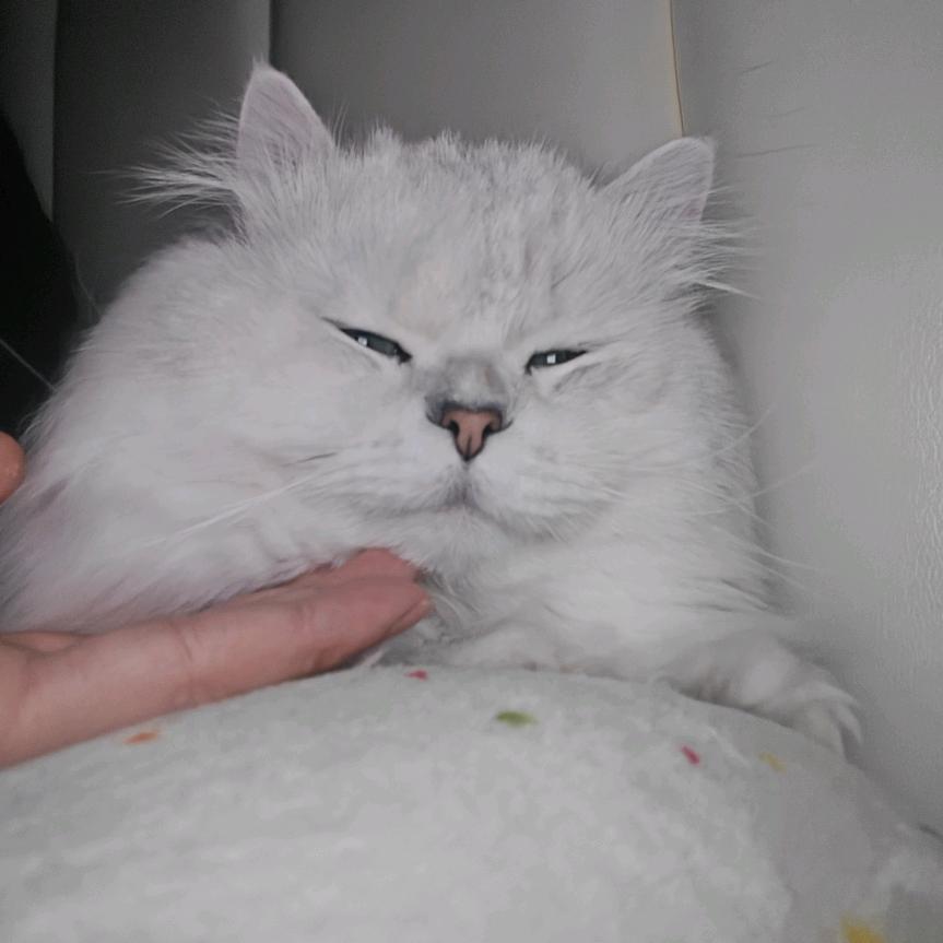 蛋炒饭(金华上门喂猫)