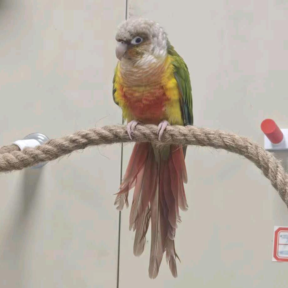 小太阳🦜🦜🦜直播赚鸟粮啦！