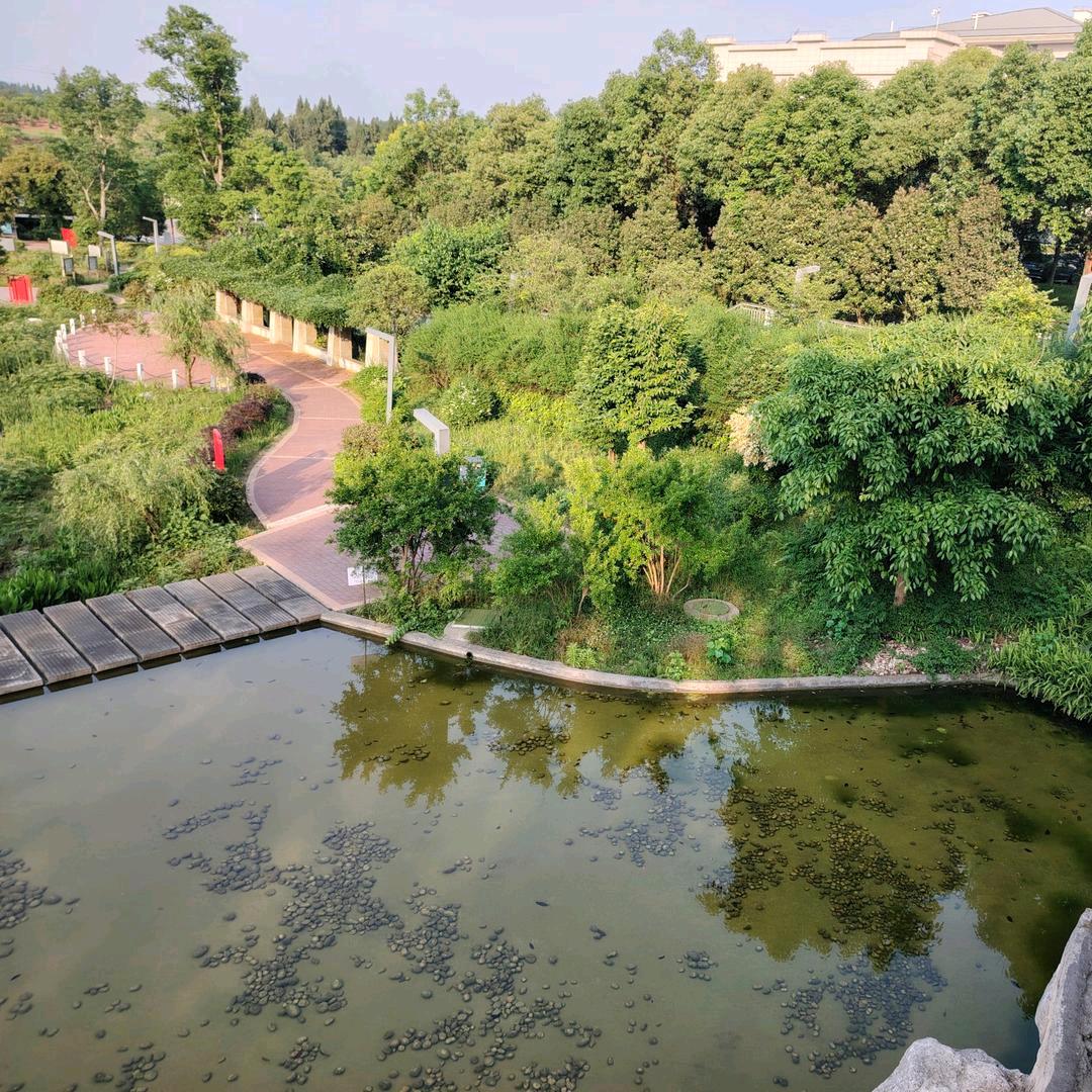 小张的杨(Demi）