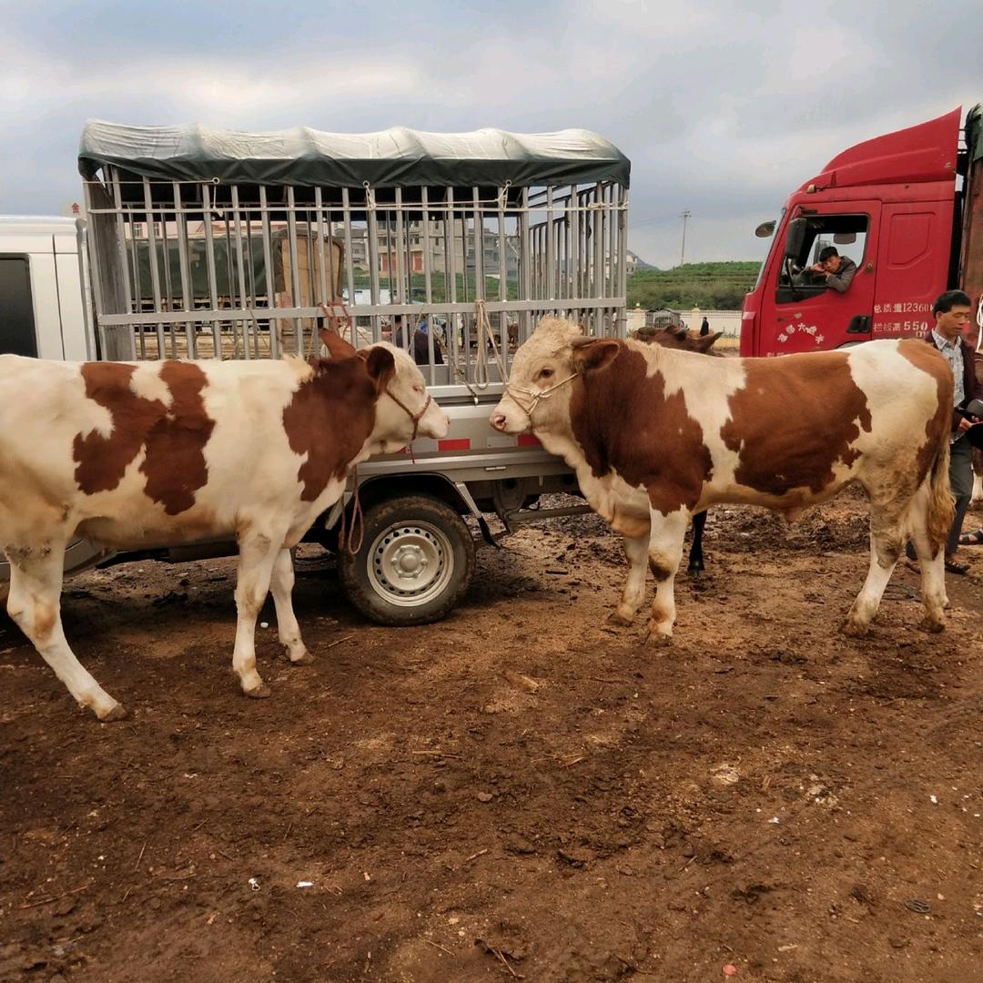 彪子清真牛羊肉