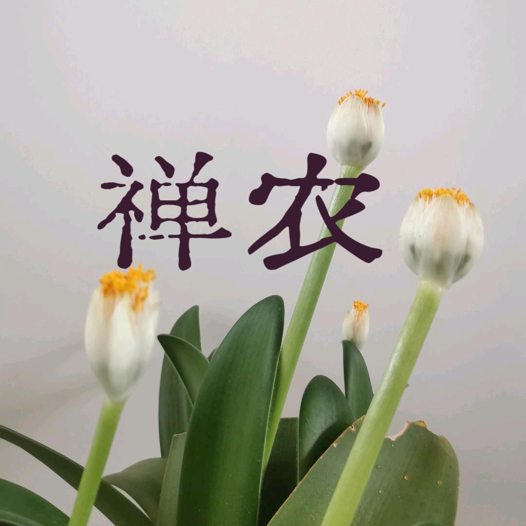 禅农