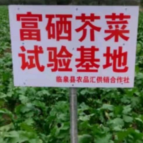 芥菜小镇