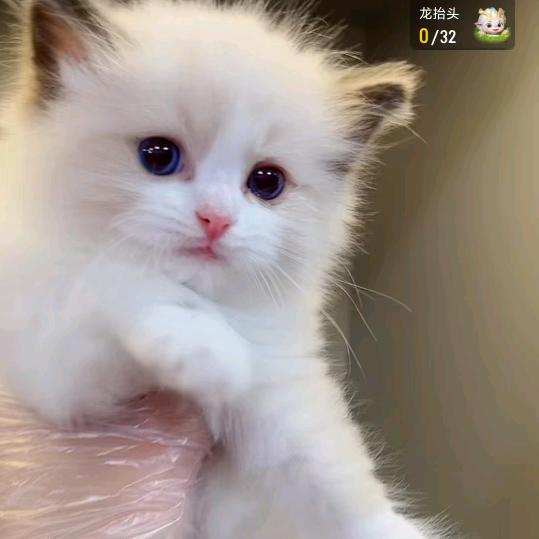 是招财猫呀
