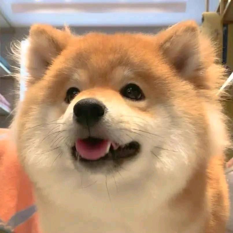 灰灰辉辉辉