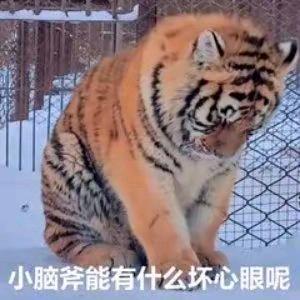 赔钱虎