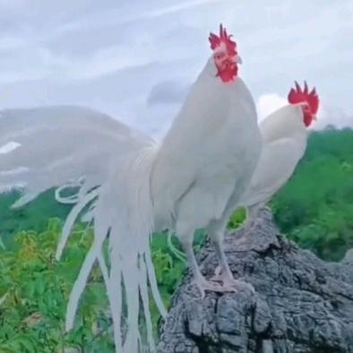 富贵🐔（冲40万粉）
