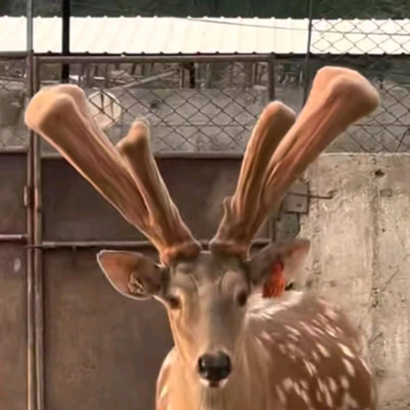 新疆博乐小鹿哥
