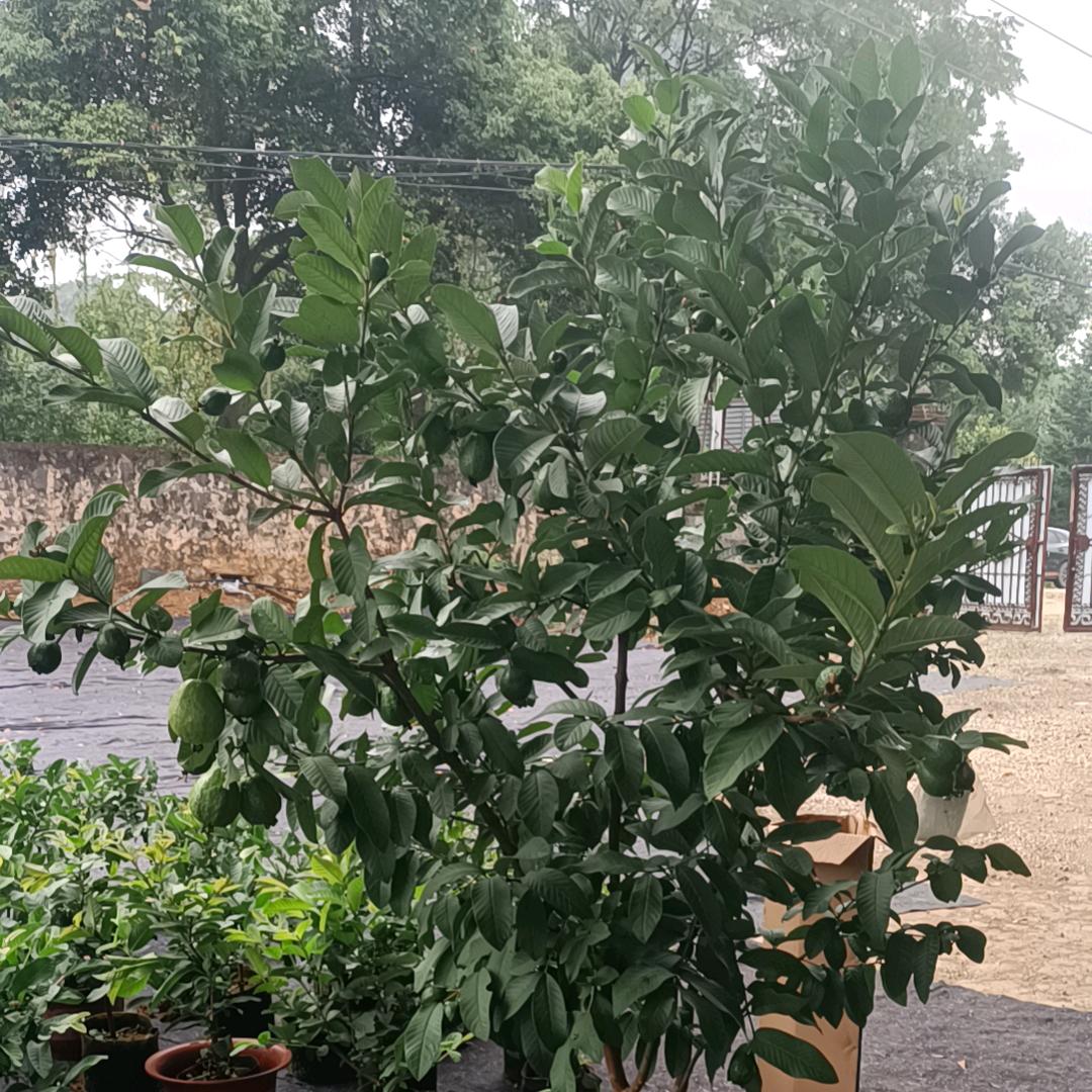 天缘苗木