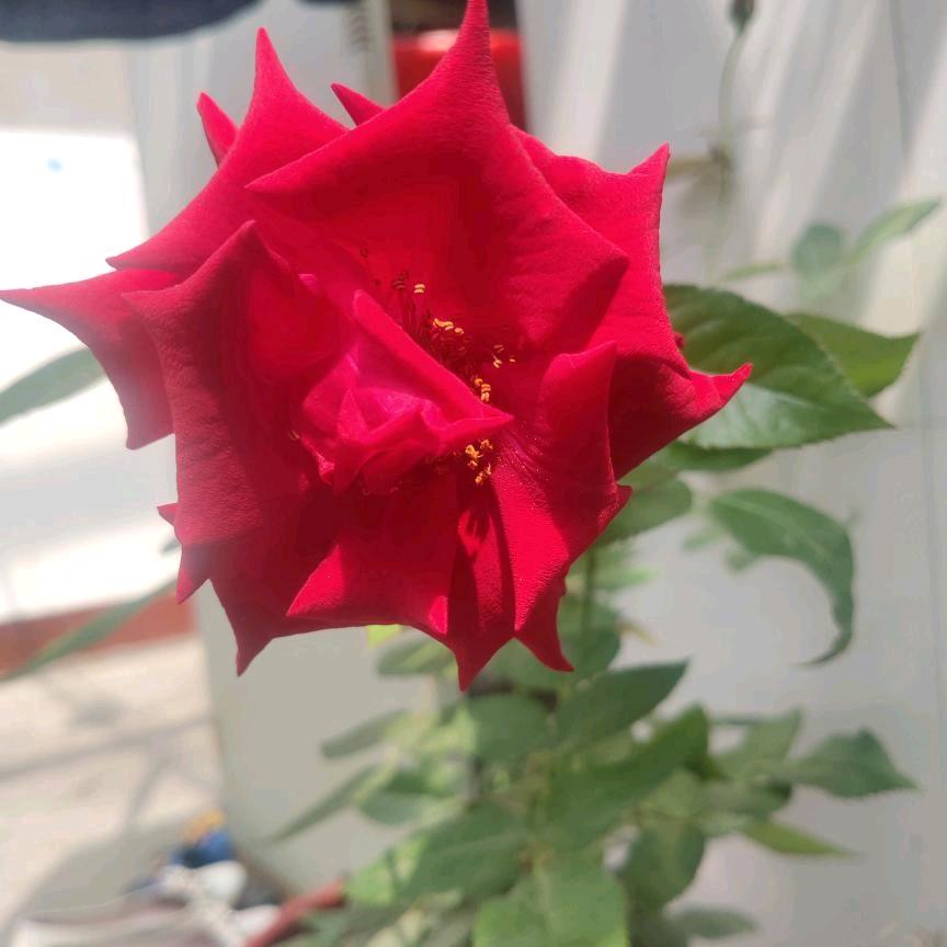 玫瑰