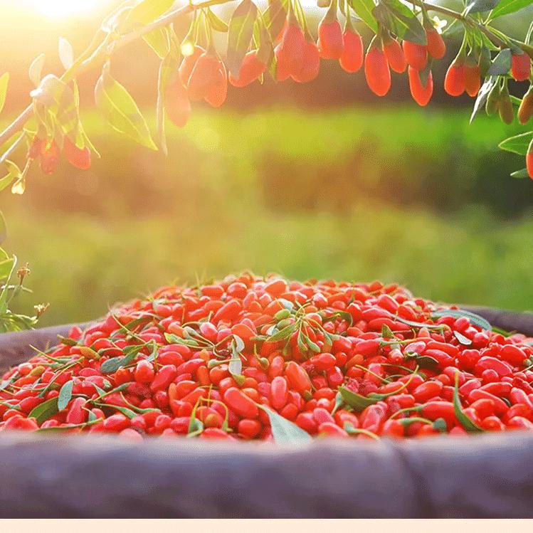 天空里的一片云