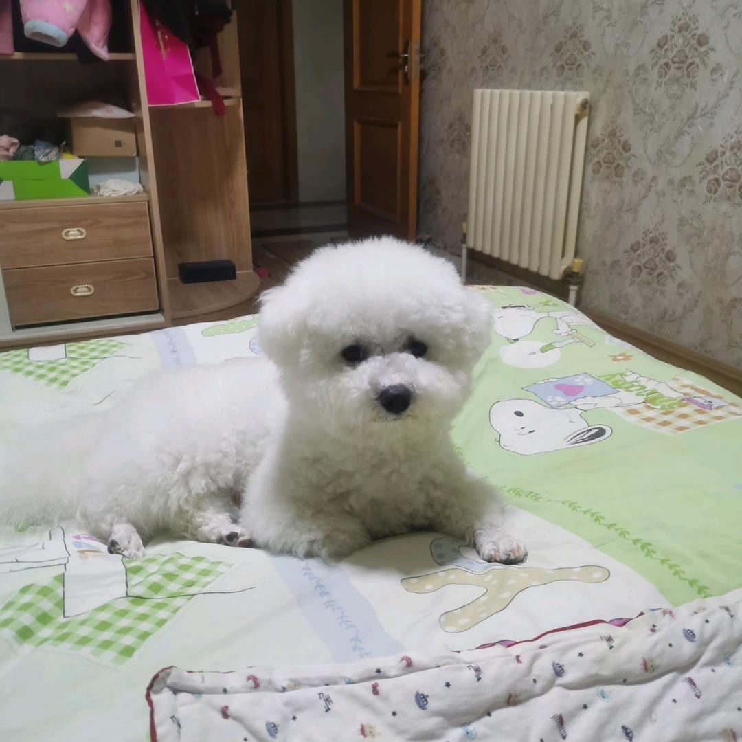 轻舞飞扬