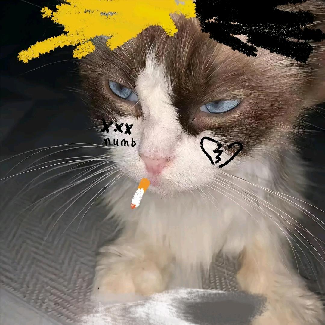 不是小z.