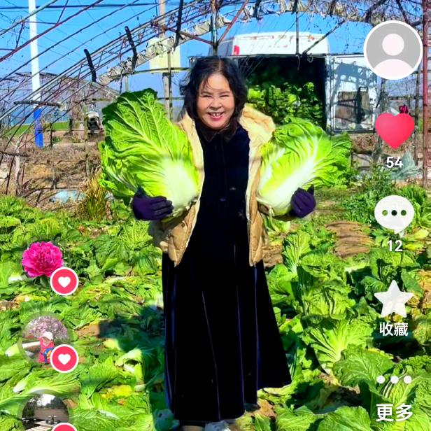 胶州三里河大白菜于姐