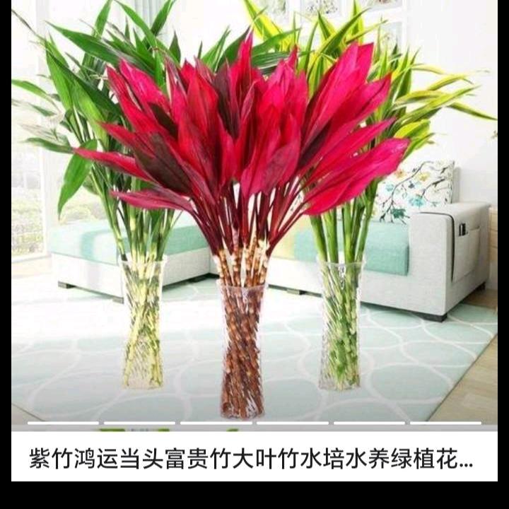 我吃西红柿🍅