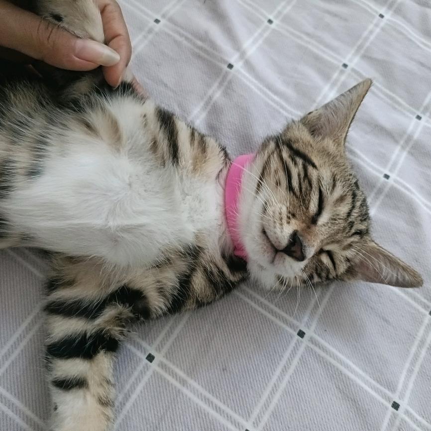 大款是只虎斑