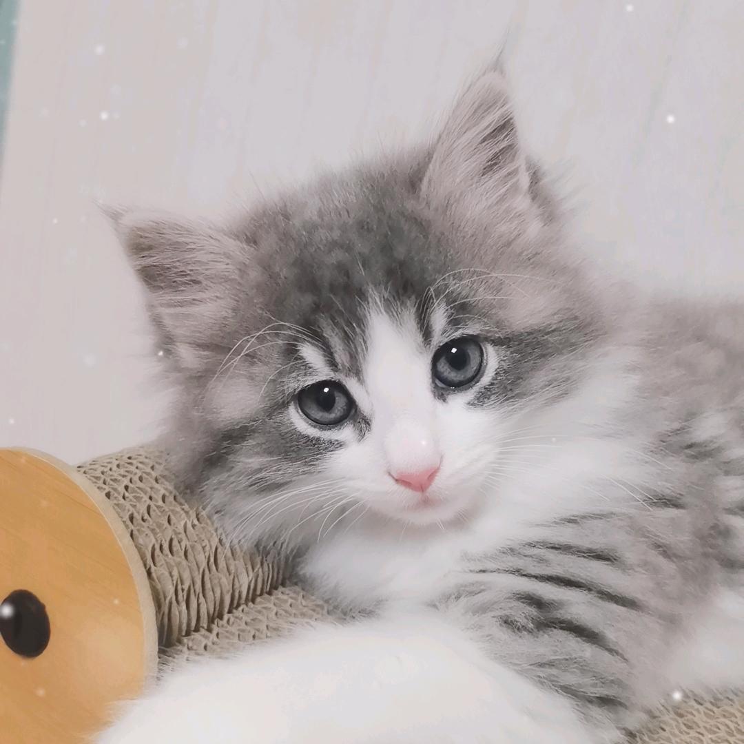 @奥利奥
