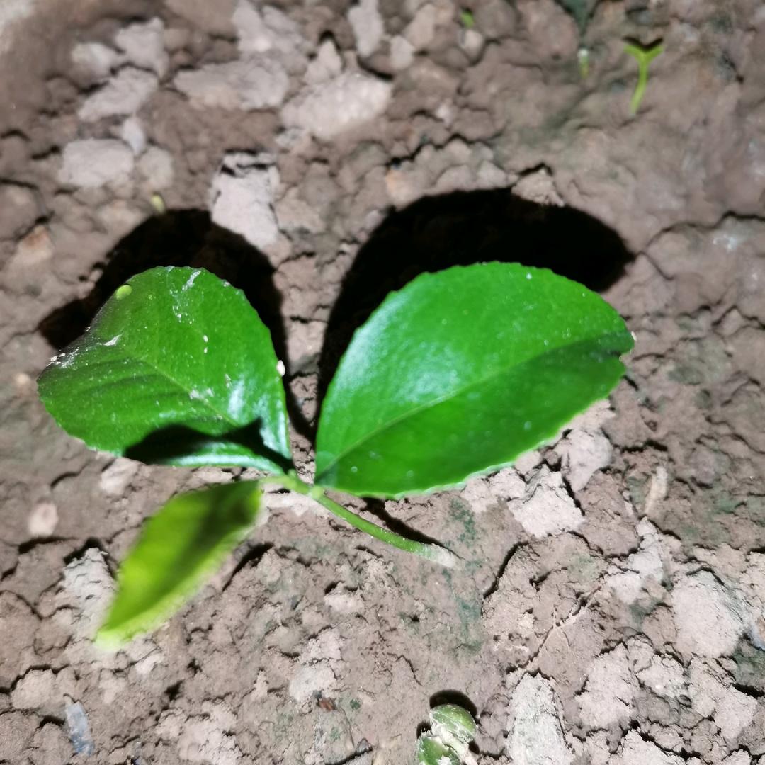 闲水种菜呀