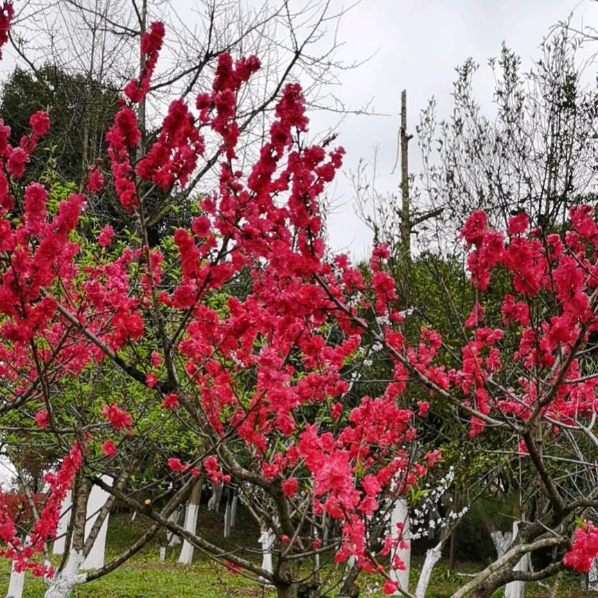 伊昕呀