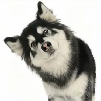 元宝的阿拉日记