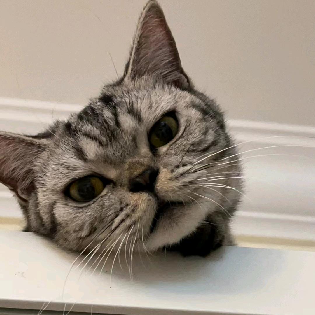 猫头是只猫🐱
