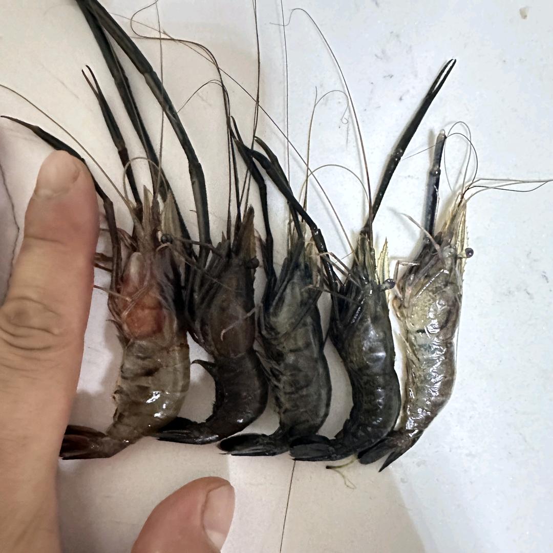 抓虾大王 ( 诱虾小药 )
