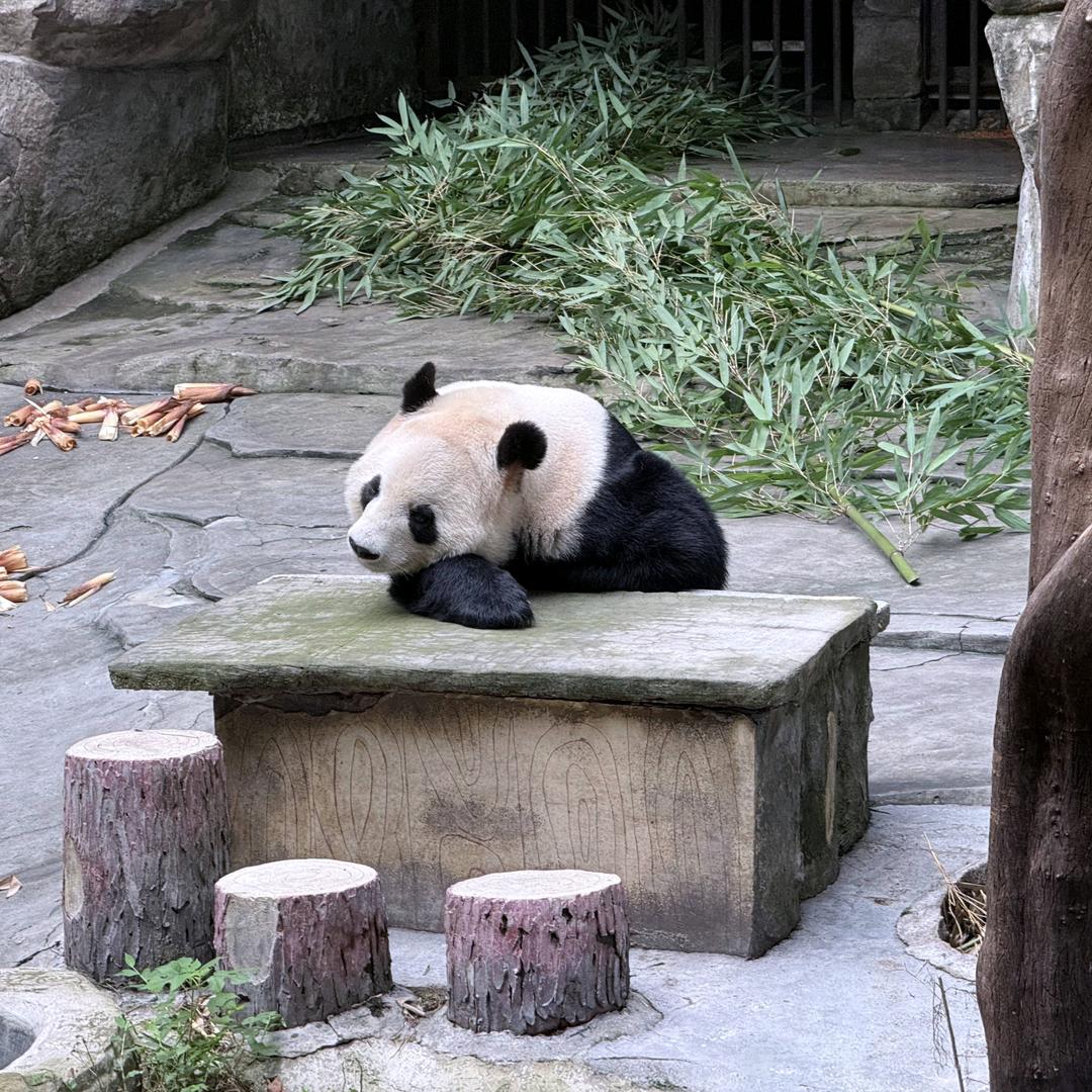 👿猫酒的邪恶小跟班