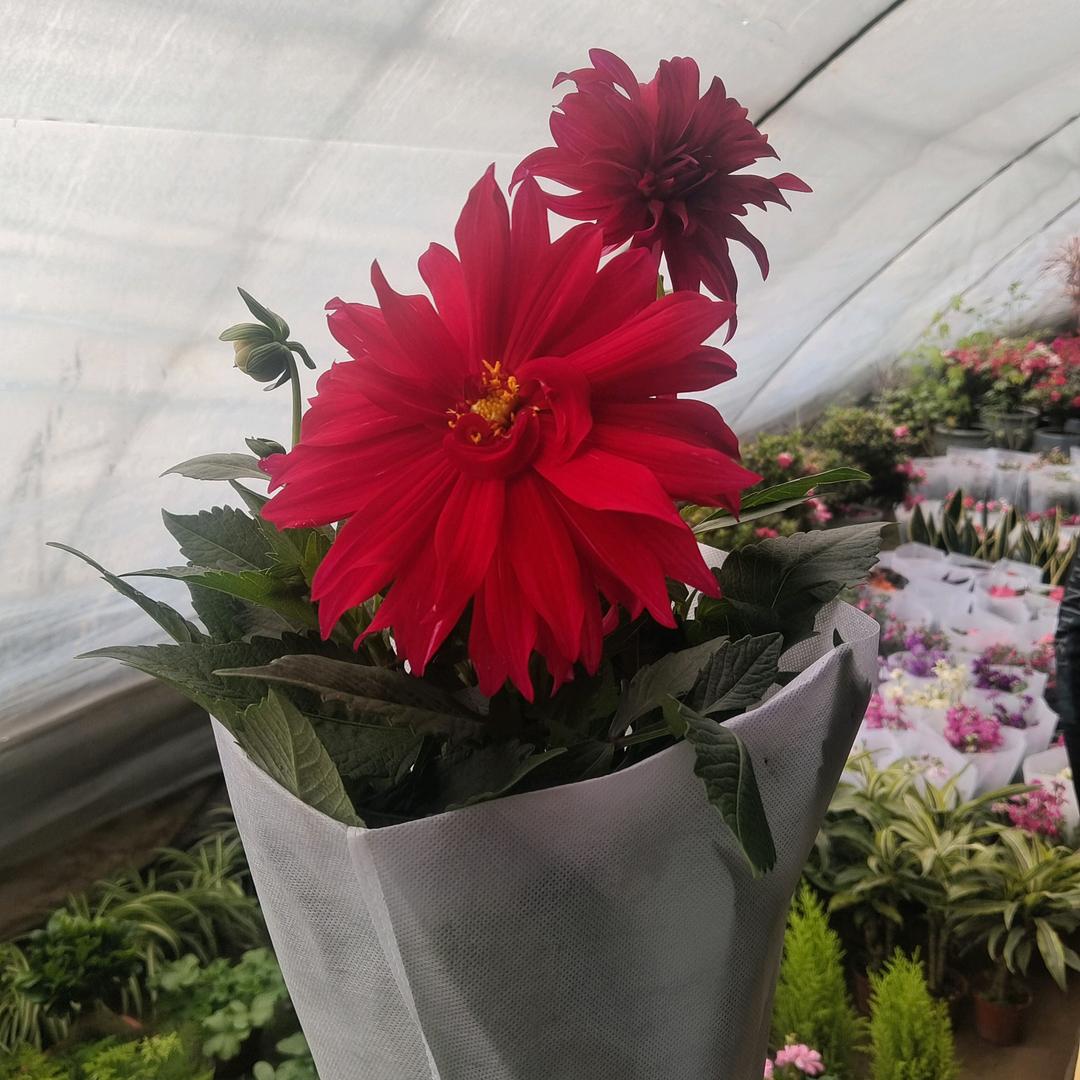 育荧