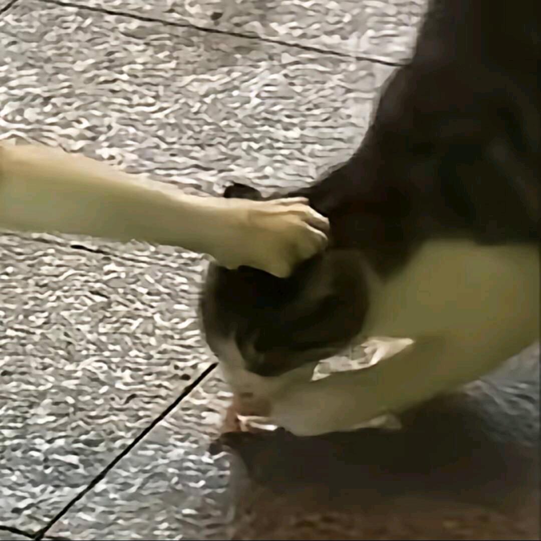 圆之恋