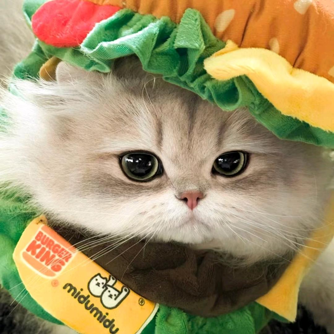 小趴菜，你不行！