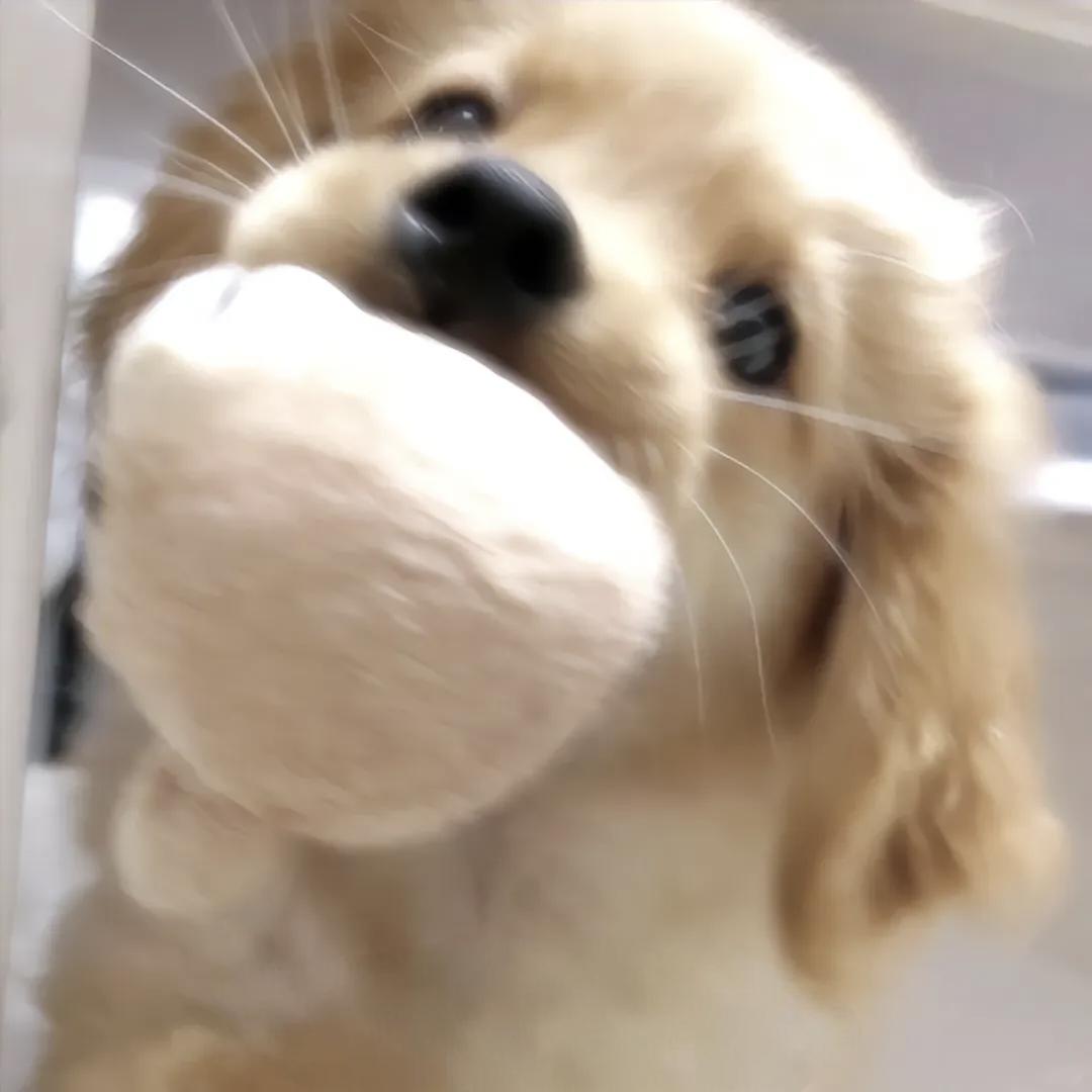 轲